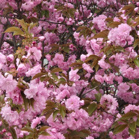 Meet your Posher, Princess Phoebe - Picture 1 of 1